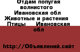 Отдам попугая волнистого - Ивановская обл. Животные и растения » Птицы   . Ивановская обл.